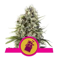 Royal Queen Cannabis Seeds Chocolate Haze