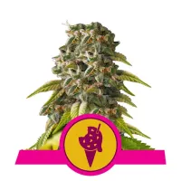 Royal  Queen  Cannabis  Seeds  Cookies  Gelato
