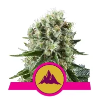 Royal Queen Cannabis Seeds Critical Kush