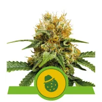 Royal  Queen  Cannabis  Seeds  Do  Si  Dos  Auto