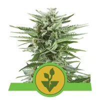 Royal  Queen  Cannabis  Seeds  Easy  Bud  Auto