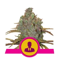 Royal  Queen  Cannabis  Seeds  El  Patron