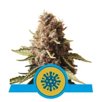 Royal  Queen  Cannabis  Seeds  Euphoria  Cbd