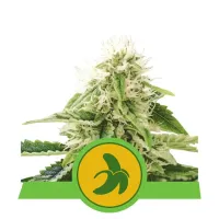 Royal  Queen  Cannabis  Seeds  Fat  Banana  Auto