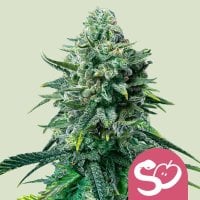 Royal Queen Cannabis Seeds Forbidden Fruit