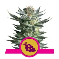Royal Queen Cannabis Seeds Fruit Spirit