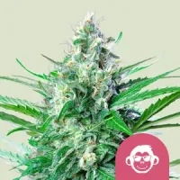 Royal  Queen  Cannabis  Seeds  Grape  Ape