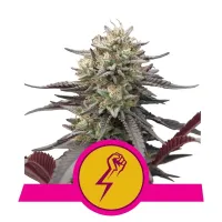 Royal Queen Cannabis Seeds Green Crack Punch