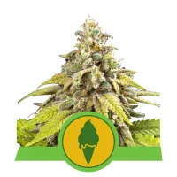 Royal  Queen  Cannabis  Seeds  Green  Gelato  Auto