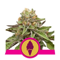 Royal Queen Cannabis Seeds Green Gelato
