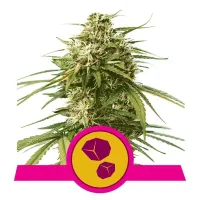 Royal Queen Cannabis Seeds Gushers