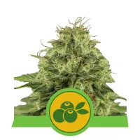 Royal  Queen  Cannabis  Seeds  Haze  Berry  Auto