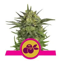 Royal Queen Cannabis Seeds Haze Berry