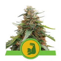 Royal  Queen  Cannabis  Seeds  Hulkberry  Auto
