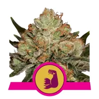 Royal Queen Cannabis Seeds Hulkberry