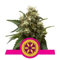 Royal Queen Cannabis Seeds Ice