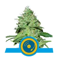 Royal  Queen  Cannabis  Seeds  Joanne  S  Cbd