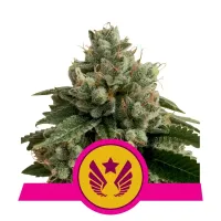 Royal Queen Cannabis Seeds Legendary Og Punch