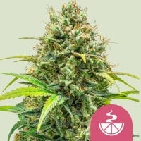 Royal Queen Cannabis Seeds Lemon Skunk