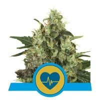 Royal  Queen  Cannabis  Seeds  Medical  Mass  Cbd