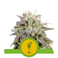 Royal  Queen  Cannabis  Seeds  Mimosa  Auto
