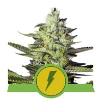 Royal Queen Cannabis Seeds North Thunderfuck Auto