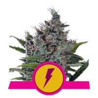 Royal Queen Cannabis Seeds North Thunderfuck