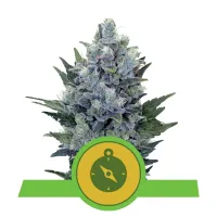 Royal  Queen  Cannabis  Seeds  Northern  Light  Automatic