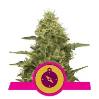 Royal Queen Cannabis Seeds Northern Light