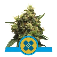 Royal Queen Cannabis Seeds Painkiller Xl Cbd