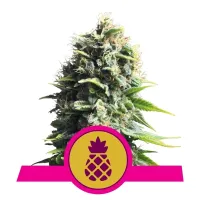 Royal Queen Cannabis Seeds Pineapple Kush
