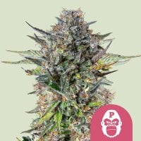 Royal Queen Cannabis Seeds Pink Gorilla