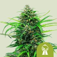 Royal  Queen  Cannabis  Seeds  Pink  Runtz  Auto