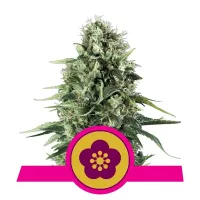 Royal Queen Cannabis Seeds Power Flower
