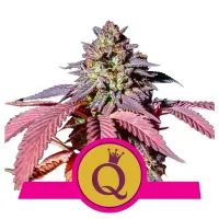 Royal Queen Cannabis Seeds Purple Queen