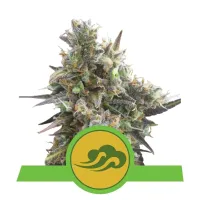 Royal  Queen  Cannabis  Seeds  Royal  Bluematic