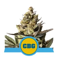 Royal  Queen  Cannabis  Seeds  Royal  Cbg  Auto