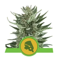 Royal  Queen  Cannabis  Seeds  Royal  Cheese  Automatic