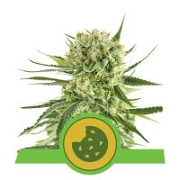 Royal  Queen  Cannabis  Seeds  Royal  Cookies  Auto