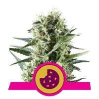 Royal Queen Cannabis Seeds Royal Cookies