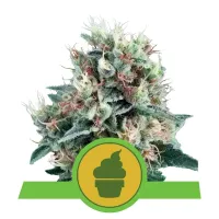 Royal  Queen  Cannabis  Seeds  Royal  Creamatic