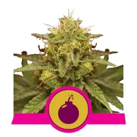 Royal Queen Cannabis Seeds Royal Domina