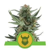 Royal  Queen  Cannabis  Seeds  Royal  Dwarf  Auto