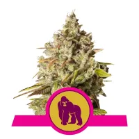Royal Queen Cannabis Seeds Royal Gorilla