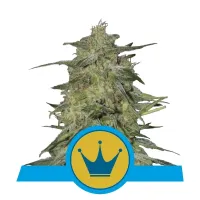 Royal Queen Cannabis Seeds Royal Highness Cbd