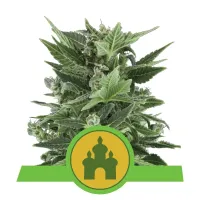 Royal  Queen  Cannabis  Seeds  Royal  Kush  Automatic