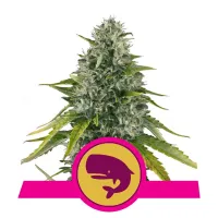 Royal Queen Cannabis Seeds Royal Moby