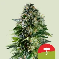 Royal  Queen  Cannabis  Seeds  Royal  Queen  X  Tyson  Corkscrew  Auto