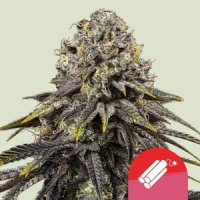 Royal  Queen  Cannabis  Seeds  Royal  Queen  X  Tyson  Dynamite  Diesel