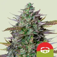 Royal  Queen  Cannabis  Seeds  Royal  Queen  X  Tyson  Goat  Lato  Auto